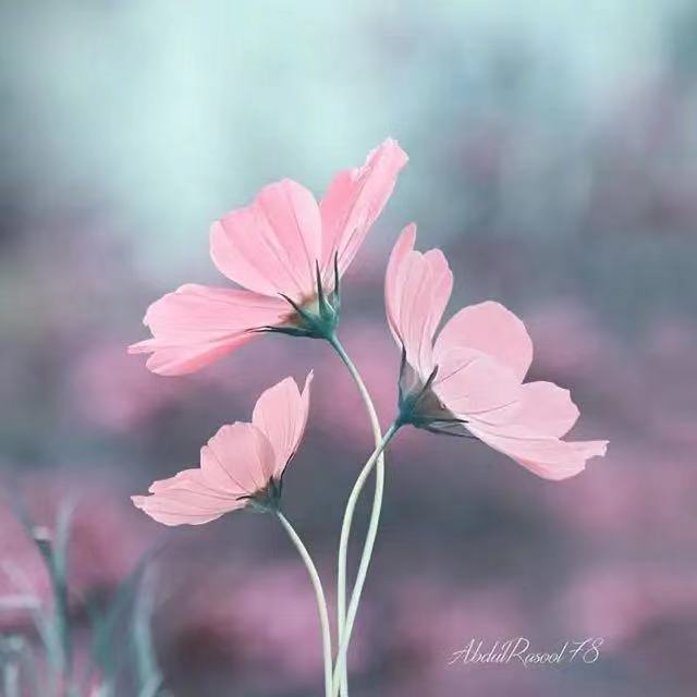 特别暖的早安句子(图1) 特别暖的早安句子